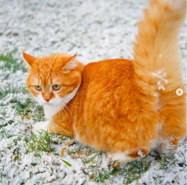 长得像招财猫的橘猪，一动起来，居然有“猛虎出山”的气场