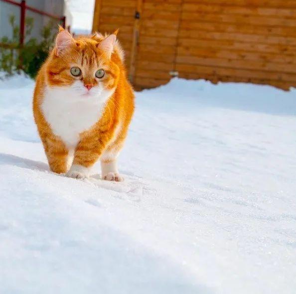 长得像招财猫的橘猪，一动起来，居然有“猛虎出山”的气场