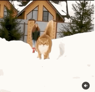 长得像招财猫的橘猪，一动起来，居然有“猛虎出山”的气场