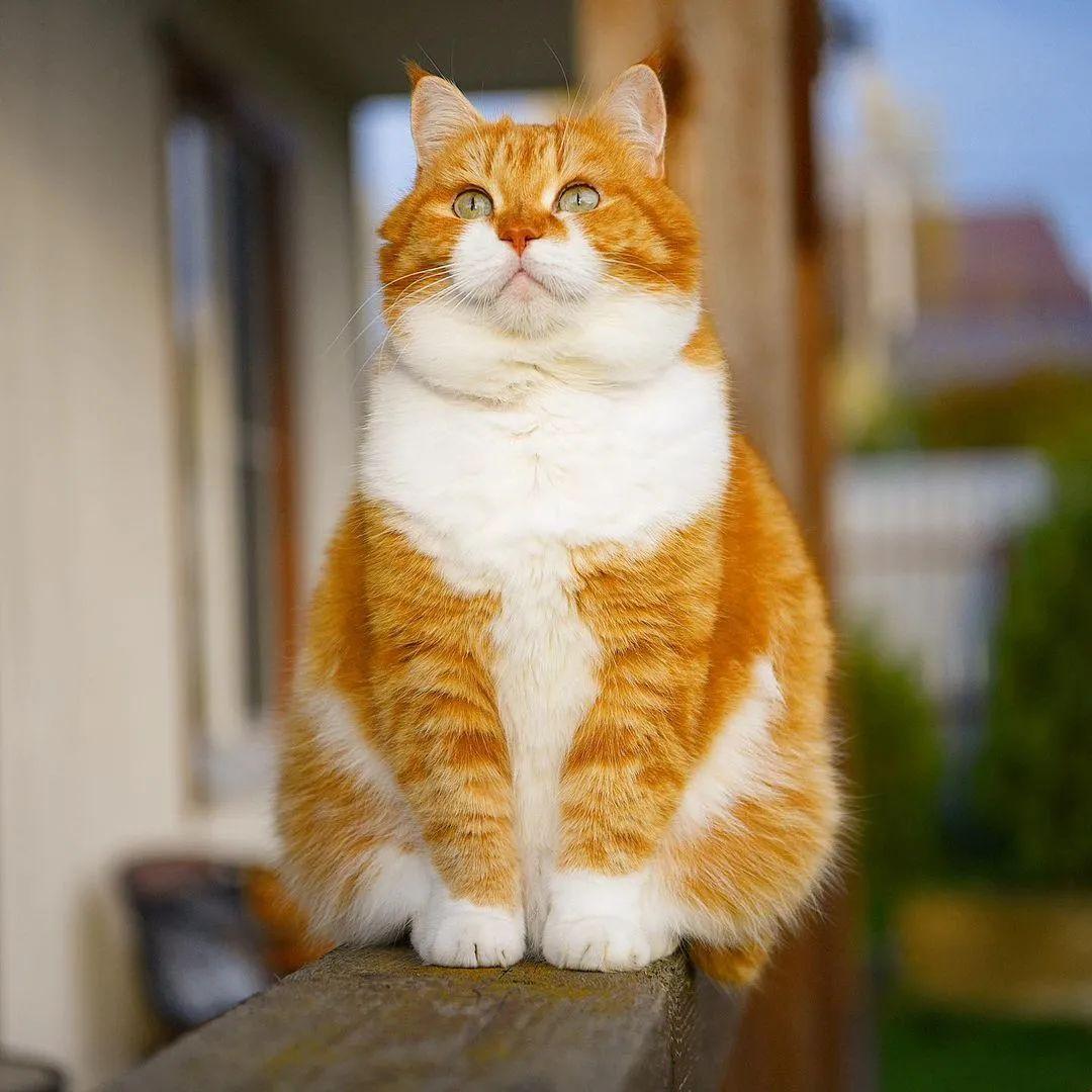 长得像招财猫的橘猪，一动起来，居然有“猛虎出山”的气场