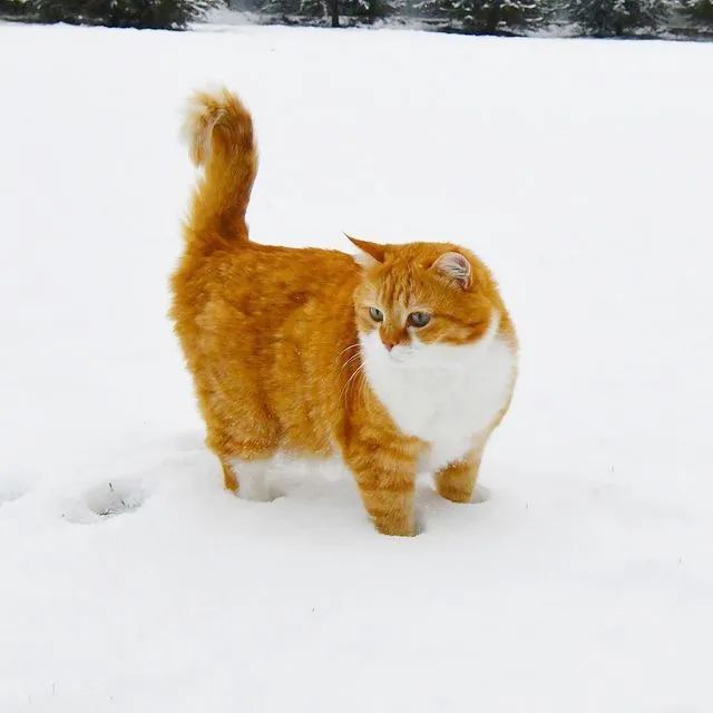 长得像招财猫的橘猪，一动起来，居然有“猛虎出山”的气场
