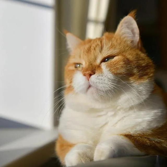 即使你阅猫无数，见到这只橘猫也会心动，真的太美了！