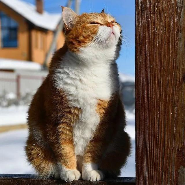即使你阅猫无数，见到这只橘猫也会心动，真的太美了！