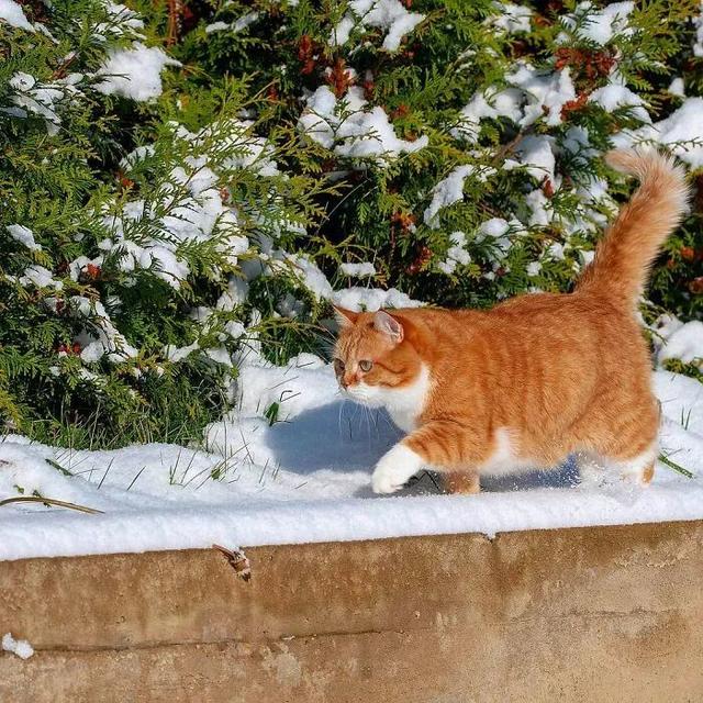 即使你阅猫无数，见到这只橘猫也会心动，真的太美了！