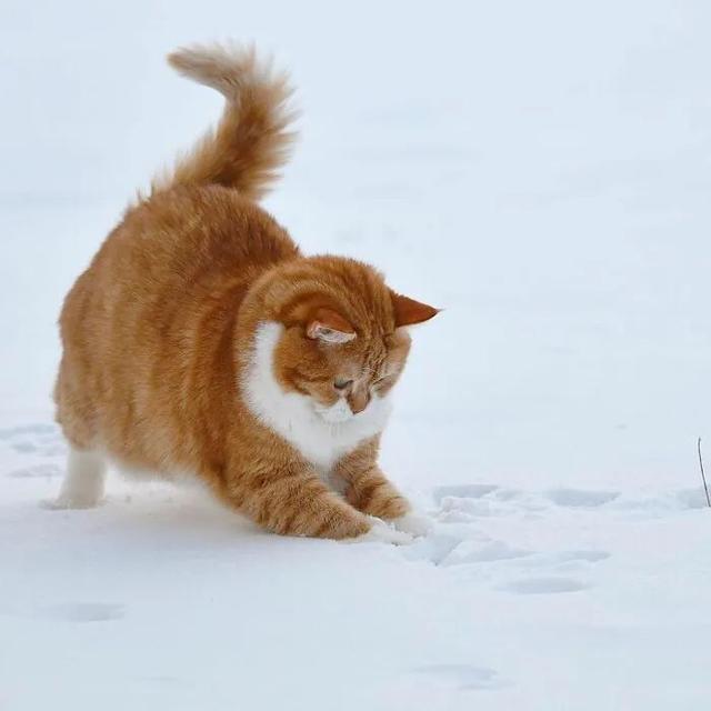 即使你阅猫无数，见到这只橘猫也会心动，真的太美了！