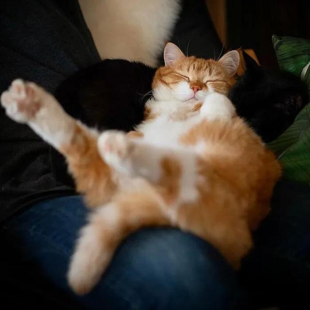 即使你阅猫无数，见到这只橘猫也会心动，真的太美了！