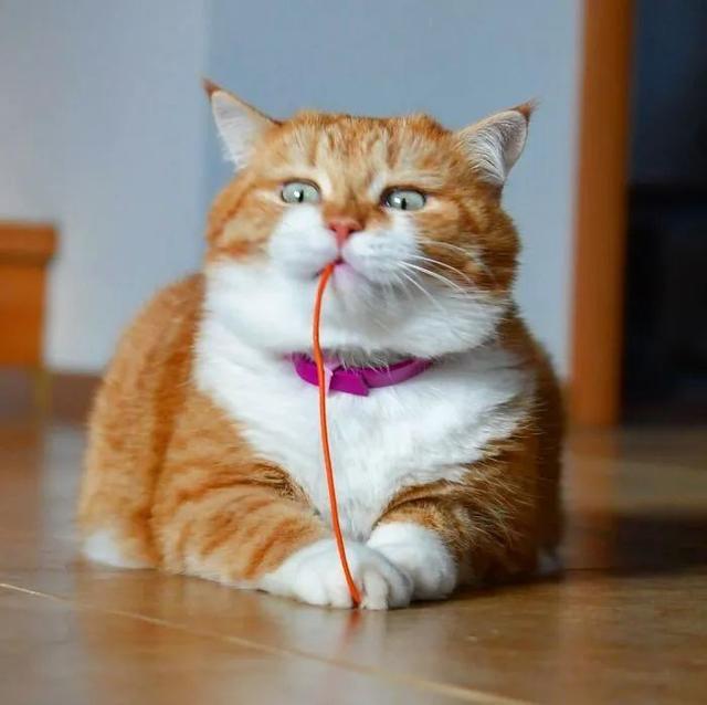 即使你阅猫无数，见到这只橘猫也会心动，真的太美了！
