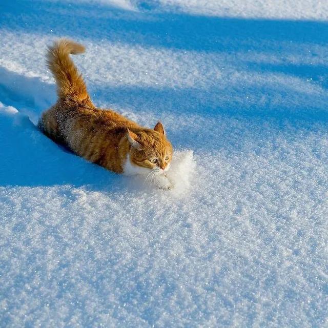 即使你阅猫无数，见到这只橘猫也会心动，真的太美了！