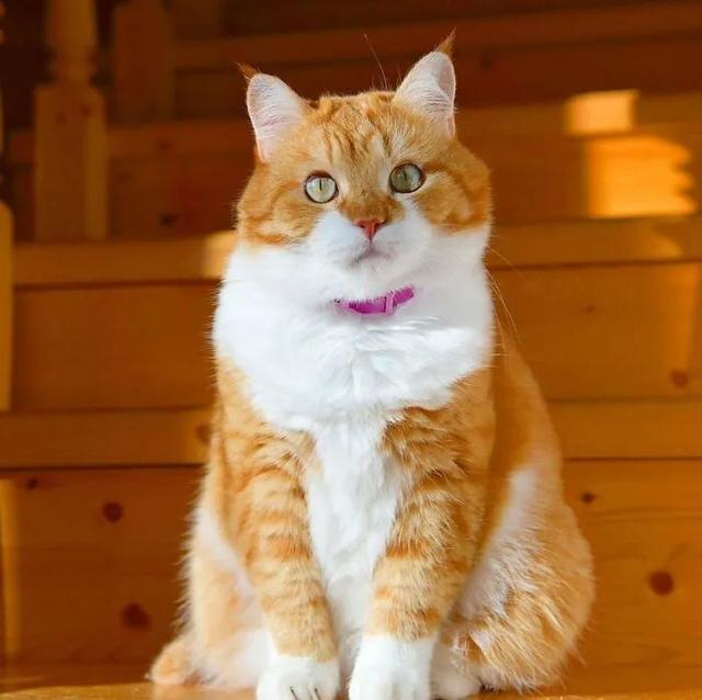 即使你阅猫无数，见到这只橘猫也会心动，真的太美了！