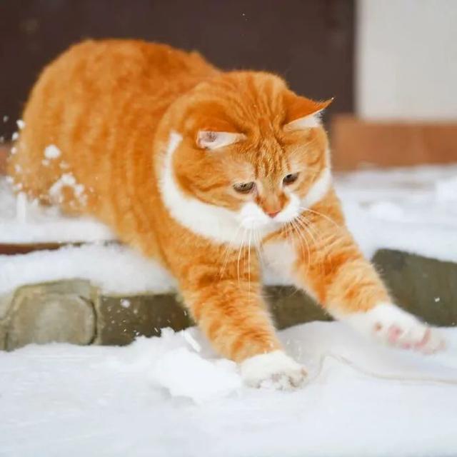 即使你阅猫无数，见到这只橘猫也会心动，真的太美了！