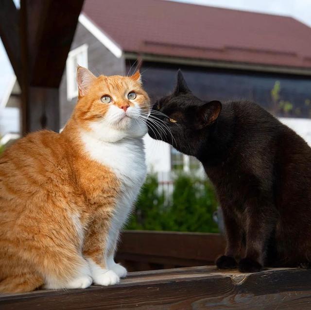 即使你阅猫无数，见到这只橘猫也会心动，真的太美了！