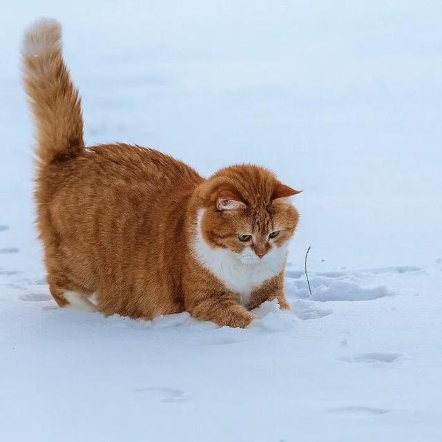 即使你阅猫无数，见到这只橘猫也会心动，真的太美了！
