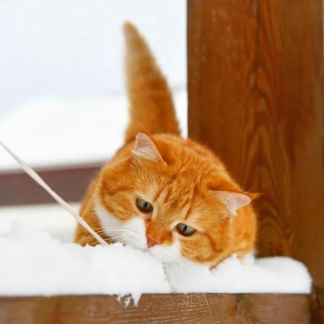 即使你阅猫无数,见到这只橘猫也会心动,真的太美了!