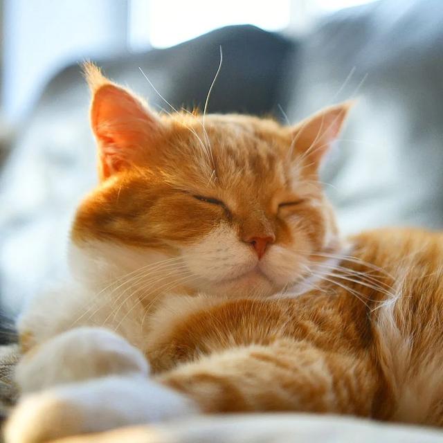即使你阅猫无数，见到这只橘猫也会心动，真的太美了！