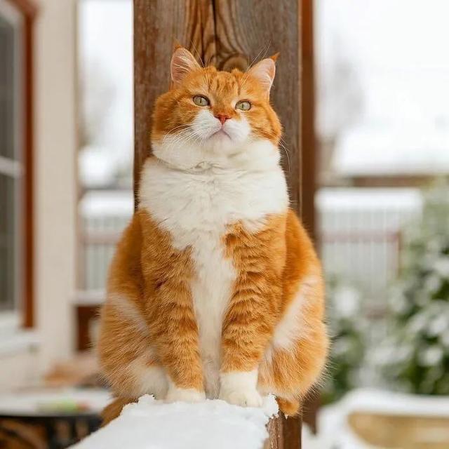 即使你阅猫无数，见到这只橘猫也会心动，真的太美了！