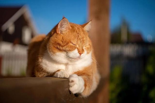 即使你阅猫无数，见到这只橘猫也会心动，真的太美了！