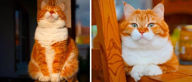 即使你阅猫无数，见到这只橘猫也会心动，真的太美了！