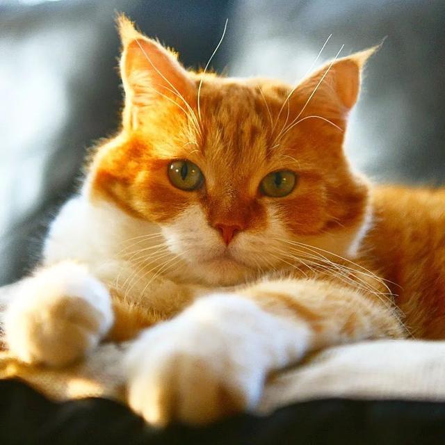 即使你阅猫无数，见到这只橘猫也会心动，真的太美了！