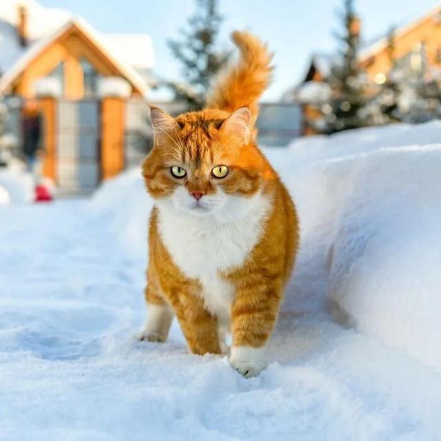 即使你阅猫无数，见到这只橘猫也会心动，真的太美了！