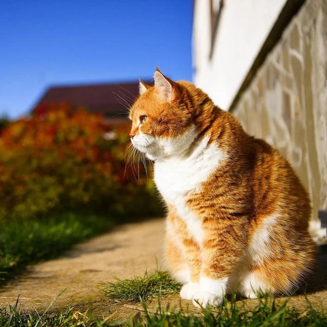 即使你阅猫无数，见到这只橘猫也会心动，真的太美了！