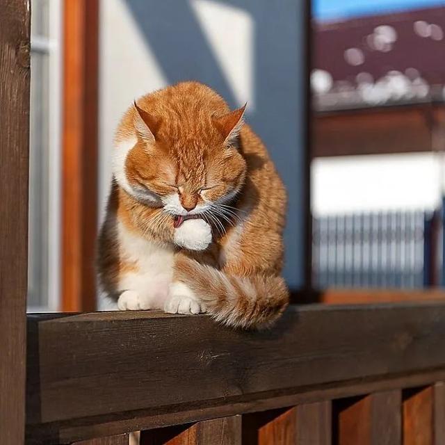 即使你阅猫无数，见到这只橘猫也会心动，真的太美了！